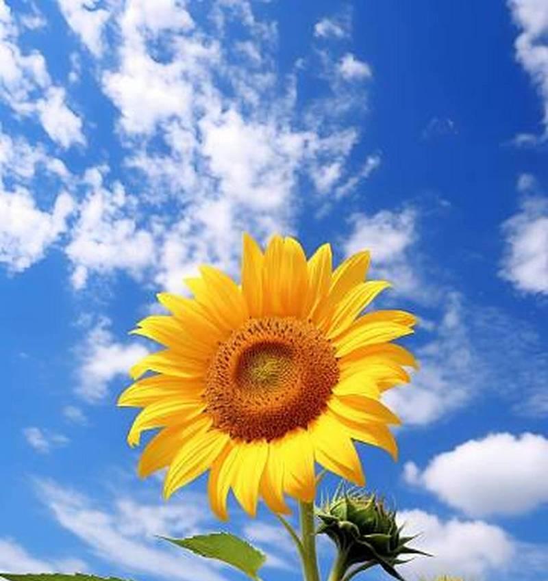 哪种花的花语象征着年轻和活力？