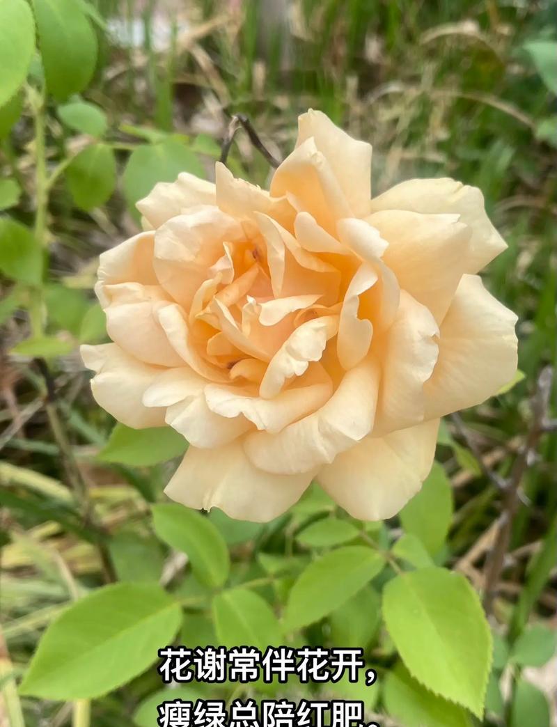 花森花语有何特别寓意？花森花语的含义是什么？