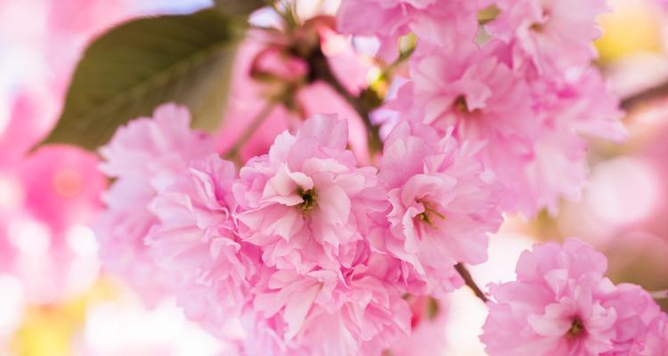 花森花语有何特别寓意？花森花语的含义是什么？