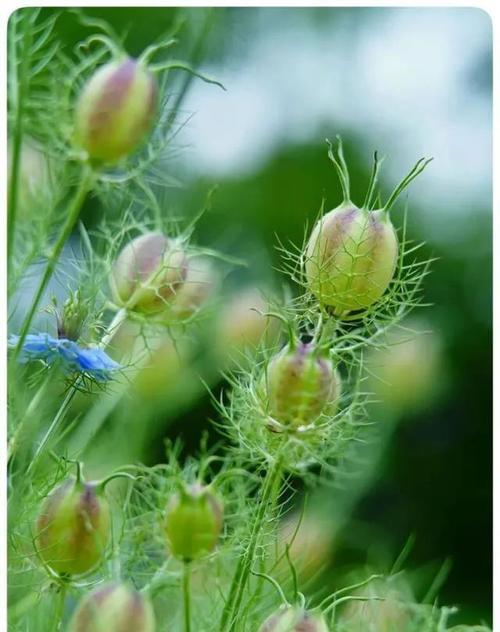 黑种草花语有何深意？黑种草象征着什么？