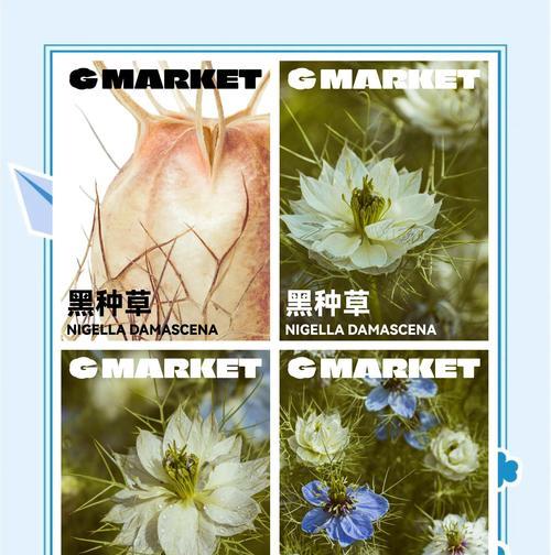 黑种草花语有何深意？黑种草象征着什么？