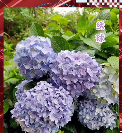 哪种花代表再生和希望？