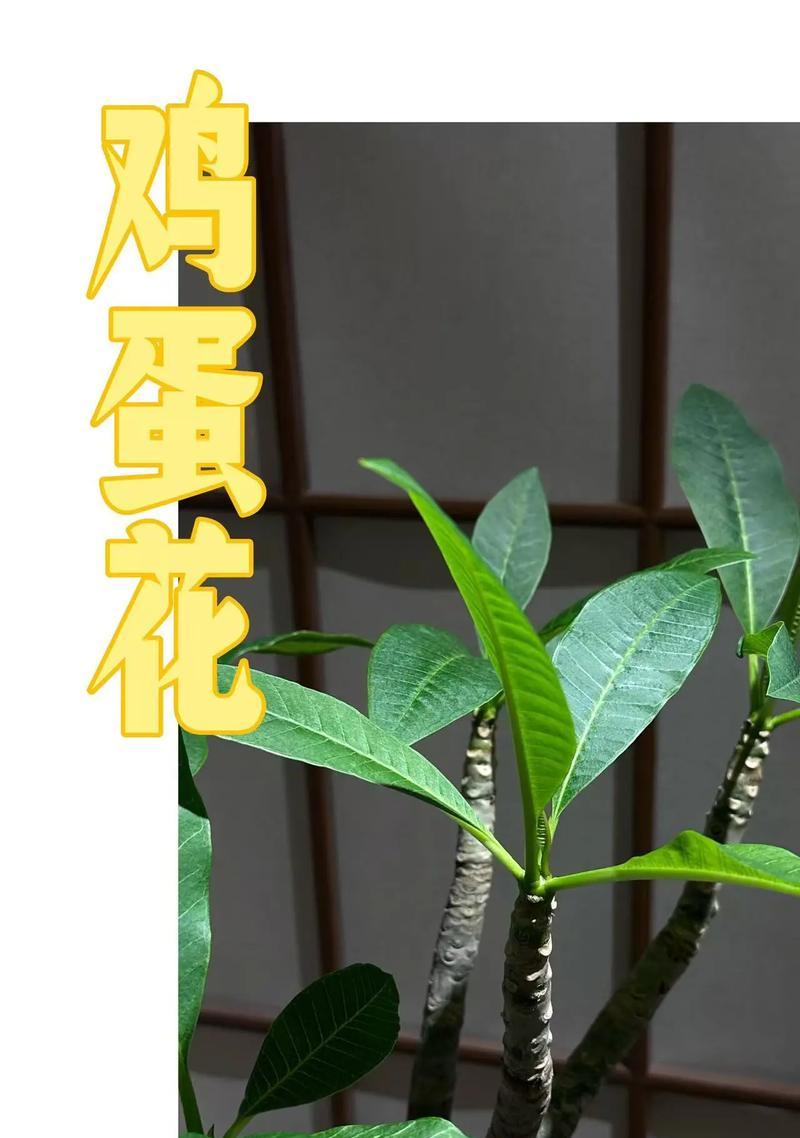 哪种花代表再生和希望？