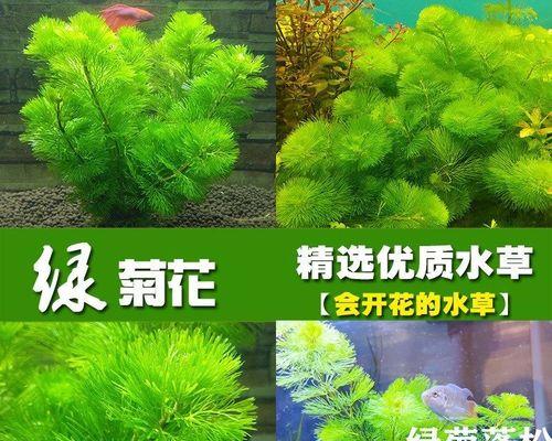水草绿菊的花语代表什么？