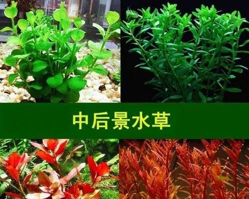 水草绿菊的花语代表什么？