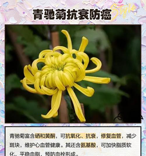 水草绿菊的花语代表什么？