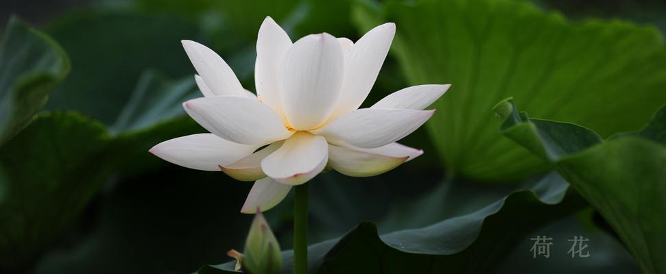 浪花的花语和象征意义是什么？