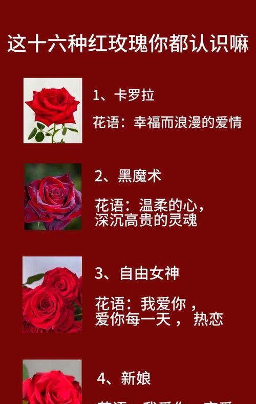 像玫瑰一般盛开的花语代表什么？如何理解这种花语？