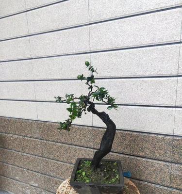 春兰春丽的花语是什么？它在花语中代表了什么？