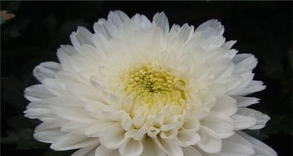 吉祥菊的花语和寓意是什么？