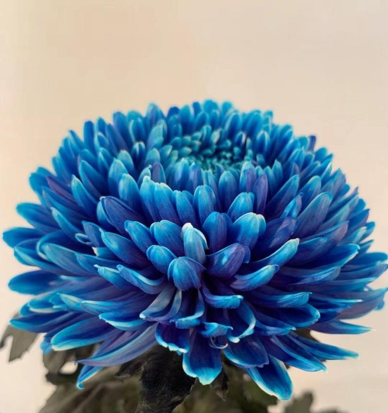吉祥菊的花语和寓意是什么？