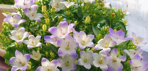 赤苇花的寓意和花语是什么？