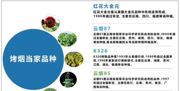 红花大金元烟草象征着什么？