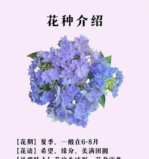 哪种花的花语暗示着重逢？重逢的花语有哪些？