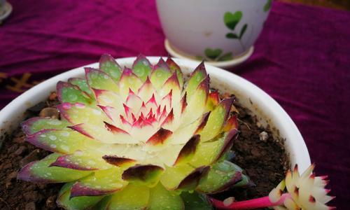 虎妞的花语代表什么赞美？