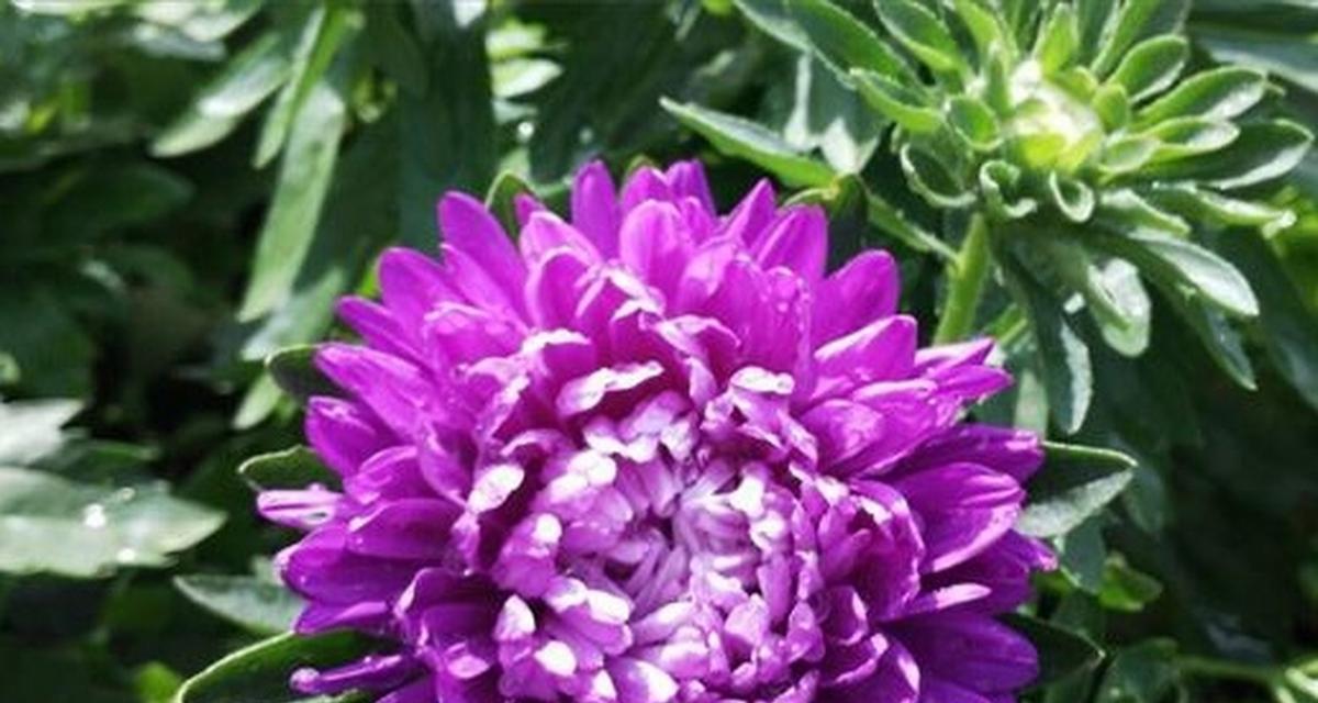 哪种花的花语代表纯真无邪？纯真无邪的花语有哪些？