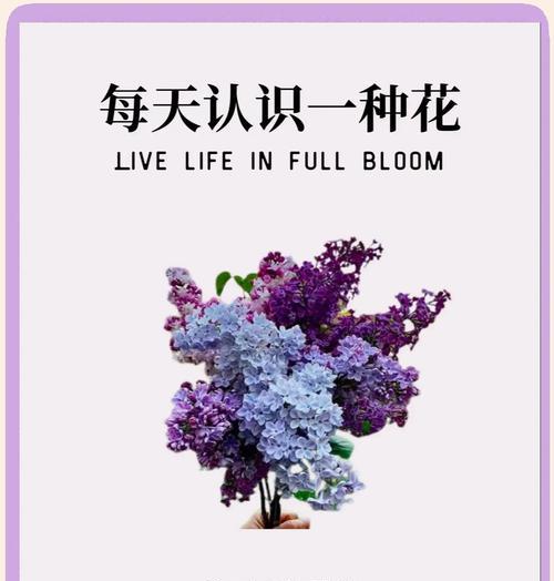 哪种花的花语代表纯真无邪？纯真无邪的花语有哪些？