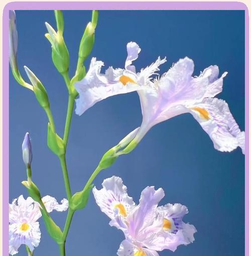 竹子花语代表什么含义？
