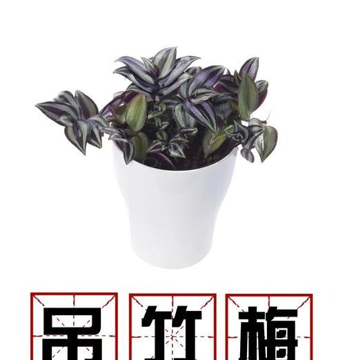 竹子花语代表什么含义？