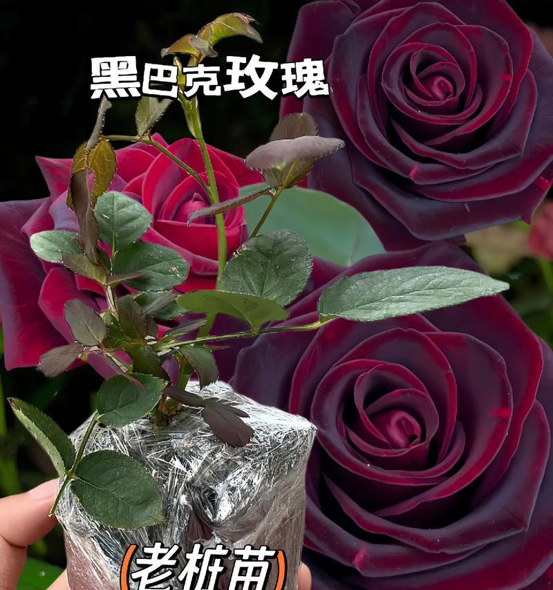 阴暗的花语代表什么？