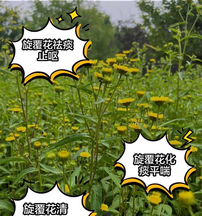 道具反转的花语在什么情况下使用？