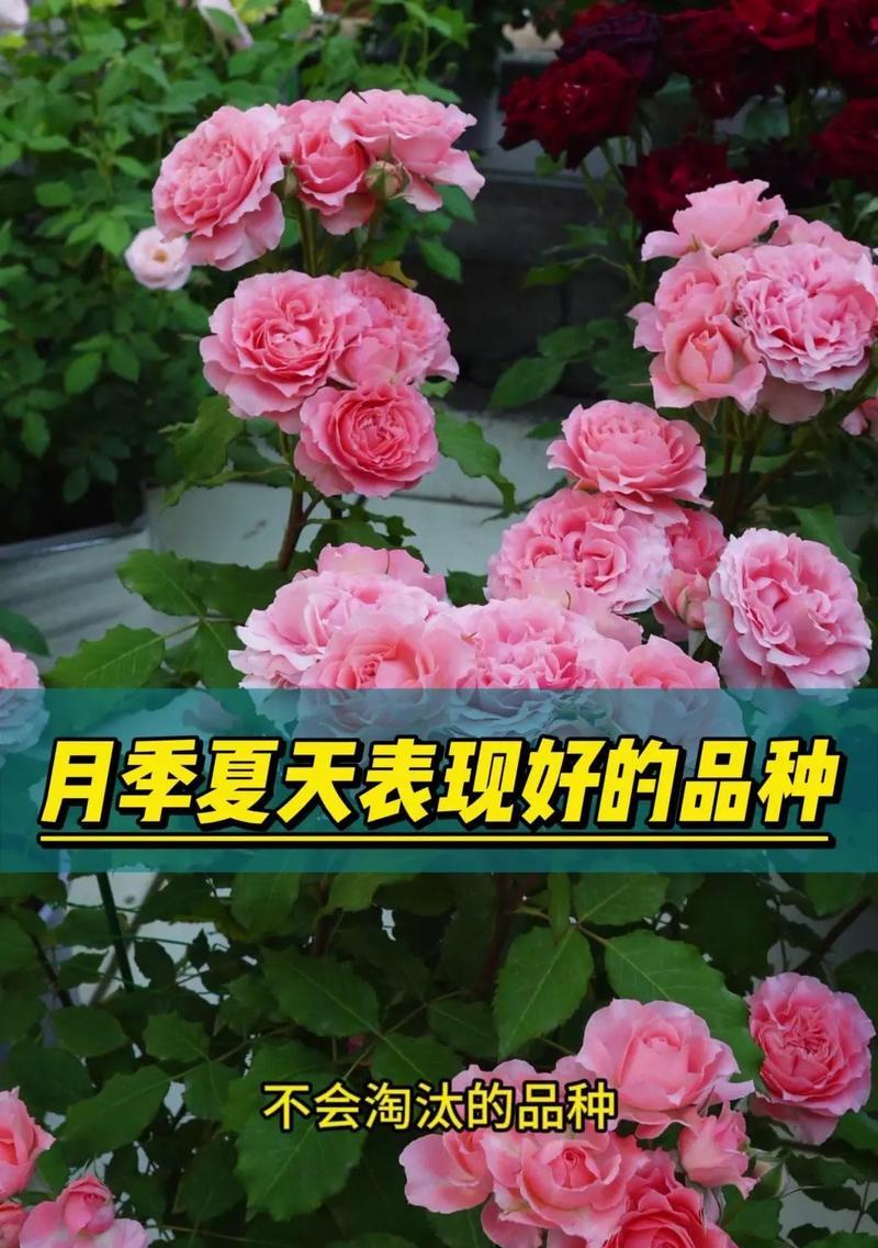 野生月季花的花语是什么？野生月季与园艺月季有何不同？