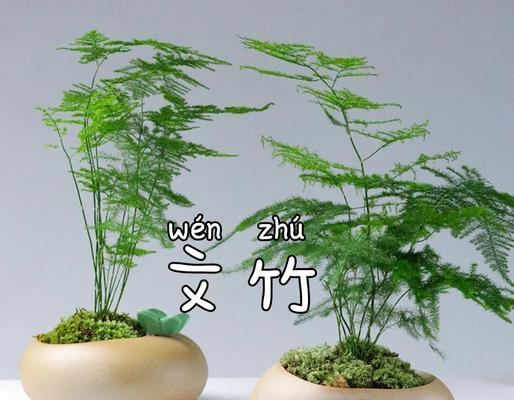 文竹的花语有何含义？它代表了什么？