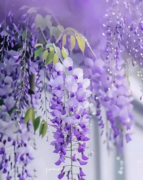 紫色花的吉祥寓意是什么？它们的花语有哪些？