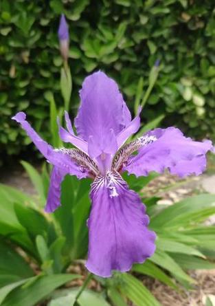 紫色花的吉祥寓意是什么？它们的花语有哪些？