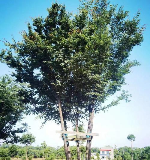 孔雀木的寓意和花语是什么？它在园林中有什么作用？