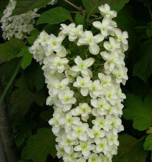 小绿和小蓝夏季花语是什么？它们象征着什么？