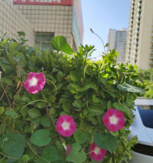 平静而坚定的花语代表什么含义？