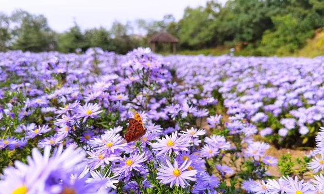 小野菊的花语是什么？它传递了哪些信息？
