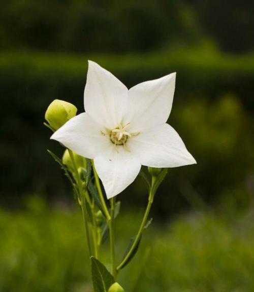 桃木的花语是什么意思？它在花语中象征着什么？