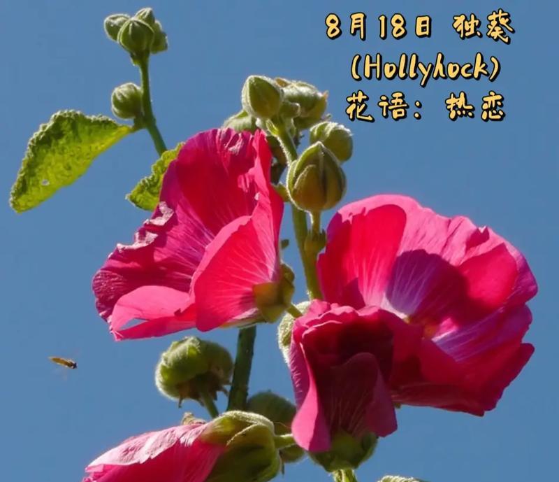 龙爱生活的花语是什么？送给情侣最浪漫的花语是什么？