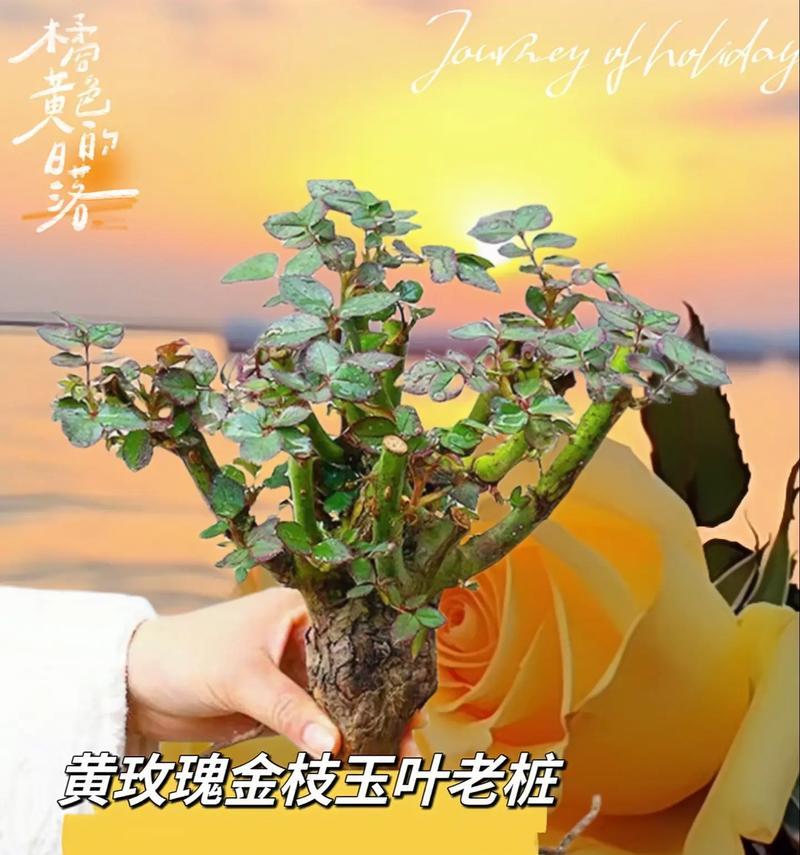 黄色花的花语代表什么含义？