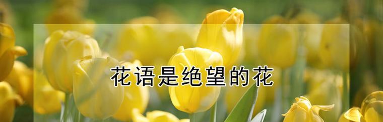 黄色花的花语代表什么含义？