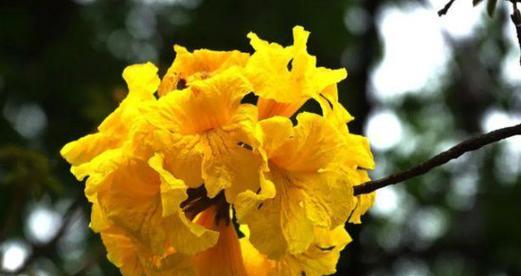 黄色花的花语代表什么含义？