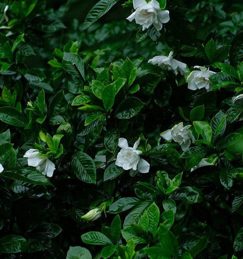 不同色泽栀子花的花语有何不同？它们各自代表什么？