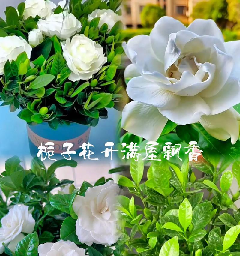 不同色泽栀子花的花语有何不同？它们各自代表什么？
