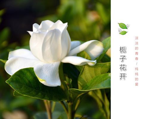 不同色泽栀子花的花语有何不同？它们各自代表什么？