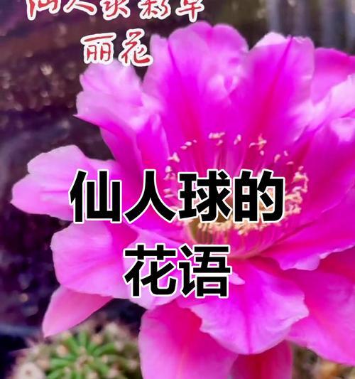 仙人球有哪些特别的花语？