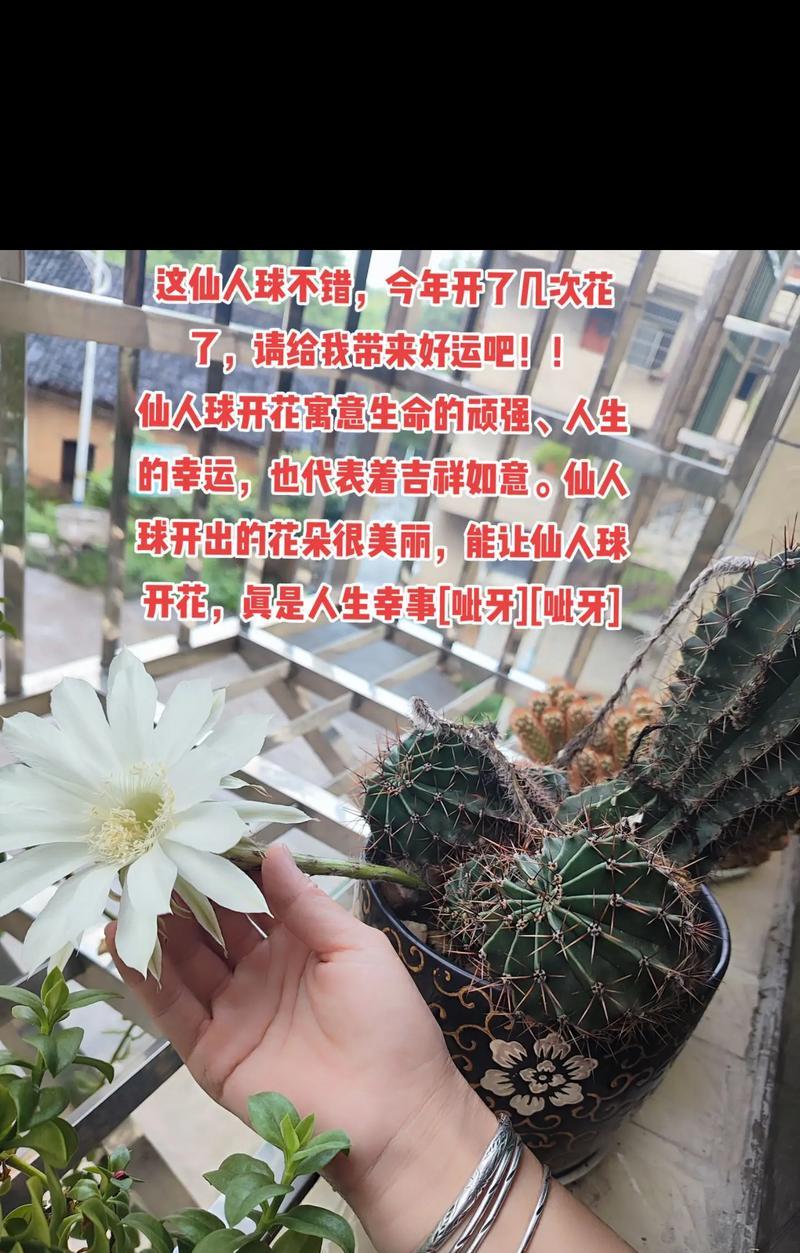 仙人球有哪些特别的花语？