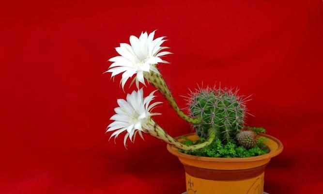 仙人球有哪些特别的花语？