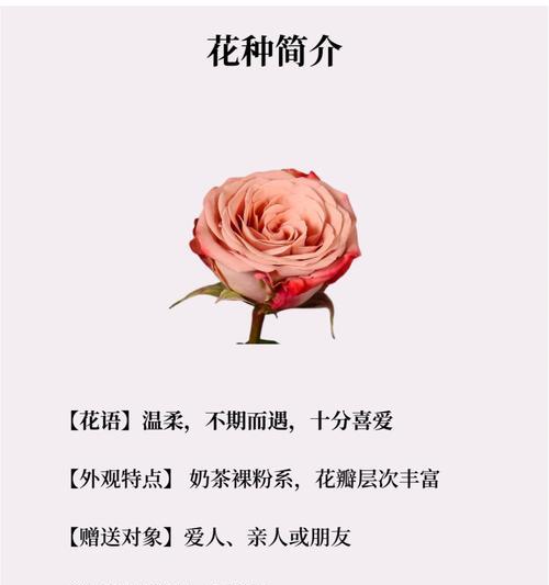 送花上热门的花语有哪些？