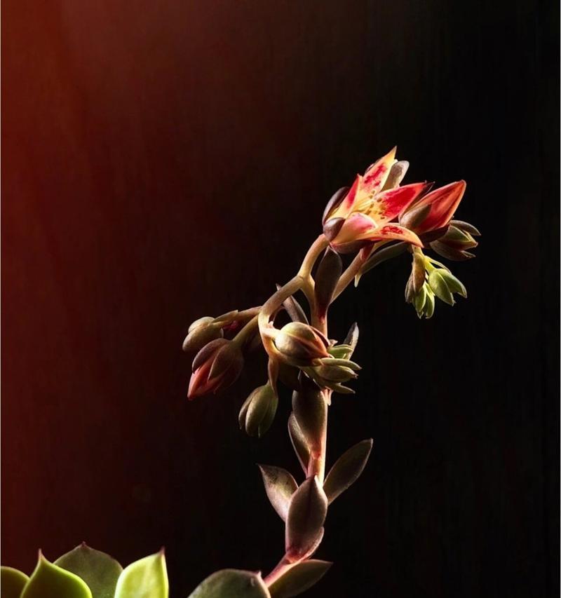 哪种花的花语象征着屈服？花语中代表屈服的花有哪些？