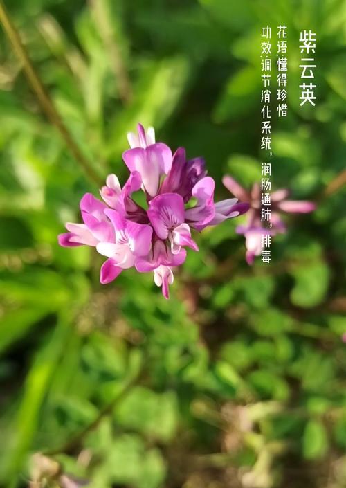 荆柴花的花语和寓意是什么？它象征着什么？