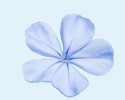 荆柴花的花语和寓意是什么？它象征着什么？