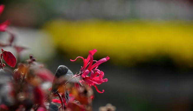 荆柴花的花语和寓意是什么？它象征着什么？