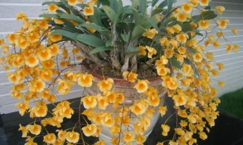 石斛的花语含义是什么？石斛代表什么花语？